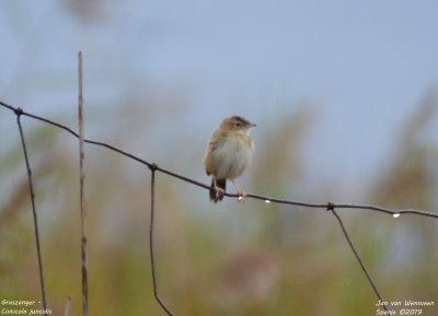 Graszanger - Cisticola juncidis - Amposta - Spanje