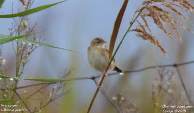 Graszanger - Cisticola juncidis - Amposta - Spanje