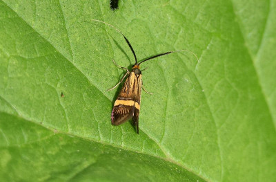 sized_geelbandlangsprietmot01.JPG