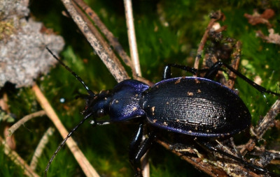 sized_Blauwzwarte schallebijter.JPG