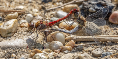 Bruinrode heidelibel(Common Darter) Heerlen 12-9-'21