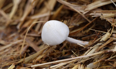 sized_Tropische vlekplaat.JPG