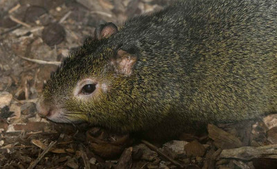 sized_Azara's agoutisized_Azara's agouti.JPG