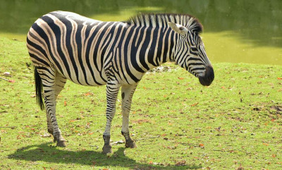 sized_Gewone zebra.JPG
