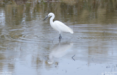 Kleine Zilverreiger - Egretta garzetta - Ebrodelta - Spanje