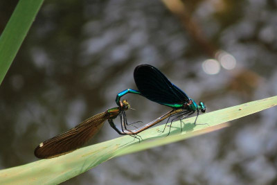 Paringswiel, De Most - Balen