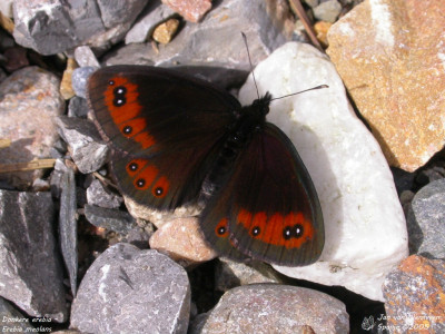 Donkere erebia - Erebia meolans -  Aigüestortes i Estany de Sant Maurici - Spanje