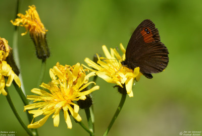 Donkere erebia - Erebia meolans - Boutx - Frankrijk