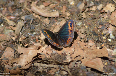 Donkere erebia - Erebia meolans - Vilaller - Spanje