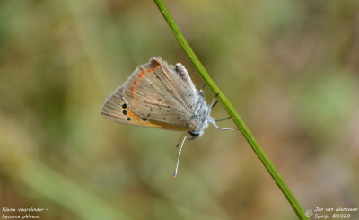 Kleine vuurvlinder - Lycaena phlaeas - Espot - Spanje