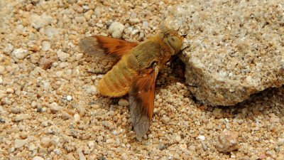 Heteralonia aeaca