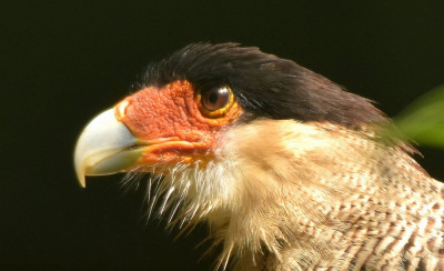 sized_Noordelijke kuifcaracara.JPG