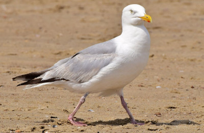 sized_Zilvermeeuw Vlissingen 27.07.2018.JPG