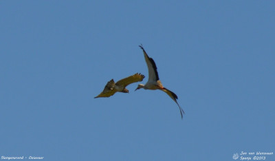 Slangenarend - Ooievaar - Extremadura - Spanje