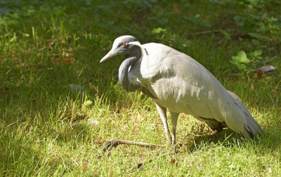 sized_Jufferkraanvogel.JPG