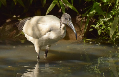 sized_Heilige ibis.JPG