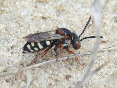 Heideviltbij ♀