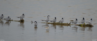 Witwangstern - Chlidonias hybrida - Camarles - Spanje