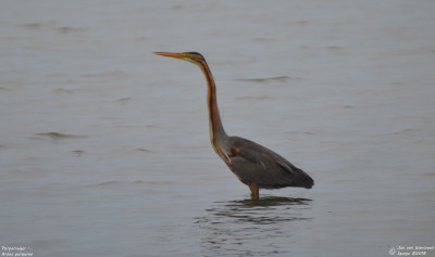 Purperreiger - Ardea purpurea - Camarles - Spanje