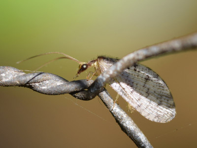 Hemerobius humulinus