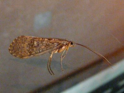 Halesus radiatus