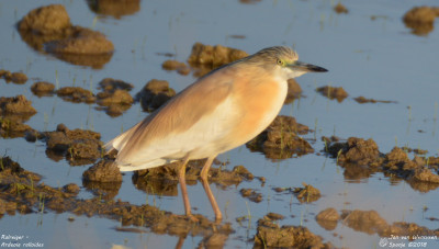 Ralreiger - Ardeola ralloides - Deltebre - Spanje