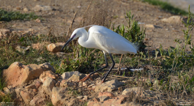 Kleine Zilverreiger - Egretta garzetta - Deltebre - Spanje