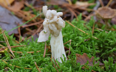 sized_Witte kluifzwam.JPG