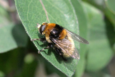 Grote narcisvlieg