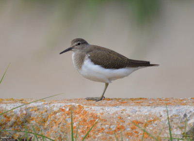 Oeverloper - Actitis hypoleucos - Sant Jaume d'Enveja - Spanje