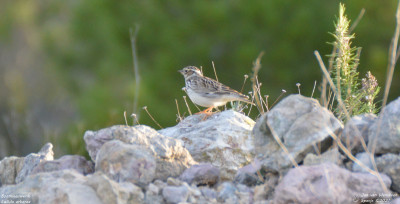 Boomleeuwerik - Lullula arborea - Tortosa - Spanje