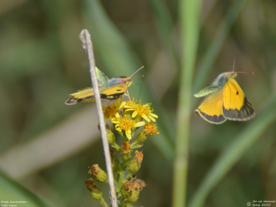 Oranje luzernevlinder - Colias crocea - Migjorn - Spanje