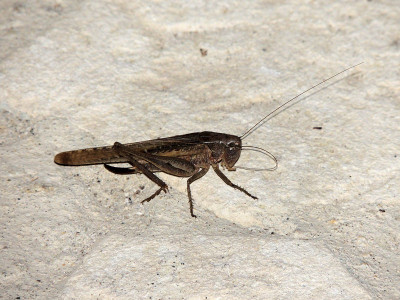 Platycleis spec.