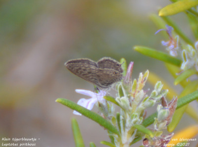 Klein tijgerblauwtje - Leptotes pirithous - Bitem - Spanje