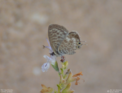 Klein tijgerblauwtje - Leptotes pirithous - Bitem - Spanje