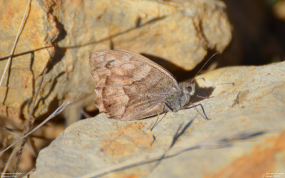 Gestreepte heivlinder - Hipparchia fidia - La Sénia - Spanje