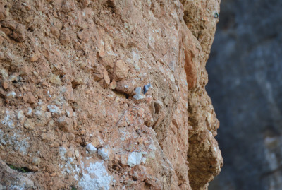 Rotskruiper - Tichodroma muraria - Horta de Sant Joan - Spanje