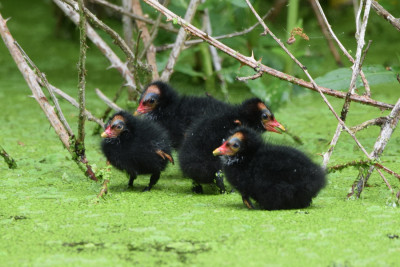 Waterhoen (juveniel)