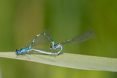 Paringswiel, De Zegge - Geel - Niet toegankelijk gebied