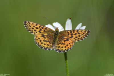 Titania's parelmoervlinder - Boloria titania - Wallis - Zwitserland