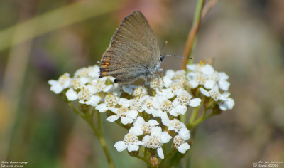 Kleine sleedoornpage - Satyrium acaciae - Espot - Spanje