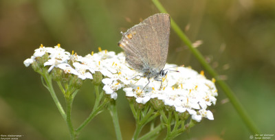 Kleine sleedoornpage - Satyrium acaciae - Espot - Spanje