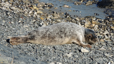 Grijze Zeehond