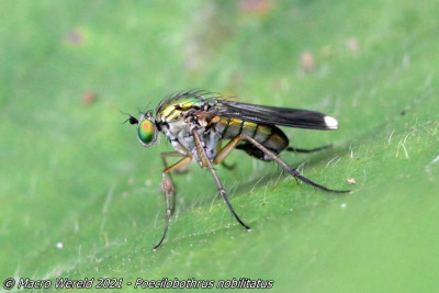 Poecilobothrus nobilitatus ♂