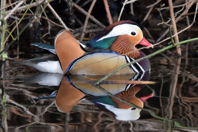 Mandarijneend ♂