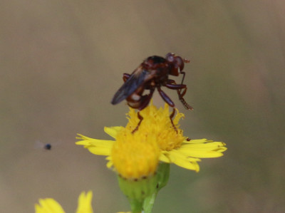 IMG_1464-2 Roestbruine kromlijf (Sicus ferrugineus).jpg