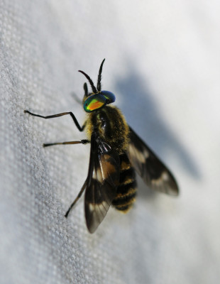 IMG_2985-2 Gewone goudoogdaas (Chrysops relictus).jpg