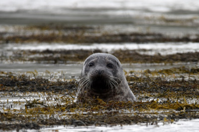 Grijze Zeehond