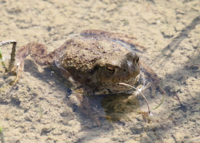 Canon EOS 70D 1139x818_274317.jpg