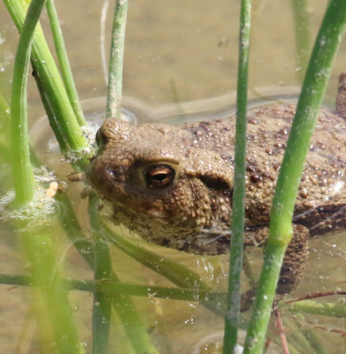 Canon EOS 70D 1031x1055_274319.jpg